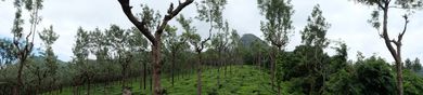 Teeplantagen in den Nilgiris-Mountains
