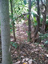 "Wald" mitten auf dem Campus