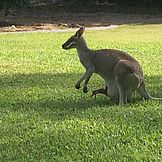 Zwei Wallaby's